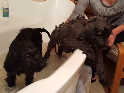 briard first bath waching dog